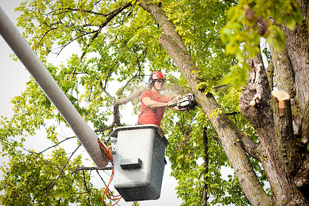 Marist College, NY Tree Care Company
