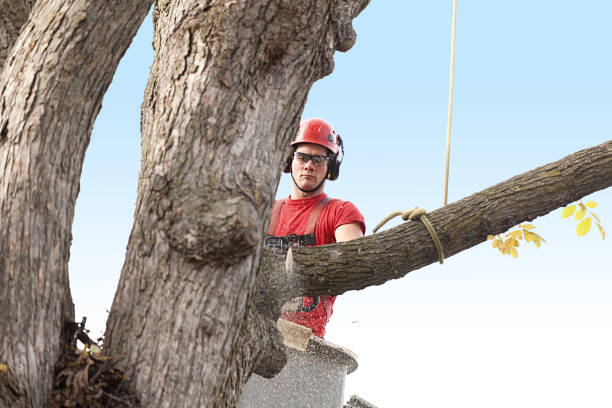Reliable Marist College, NY Tree Care Solutions